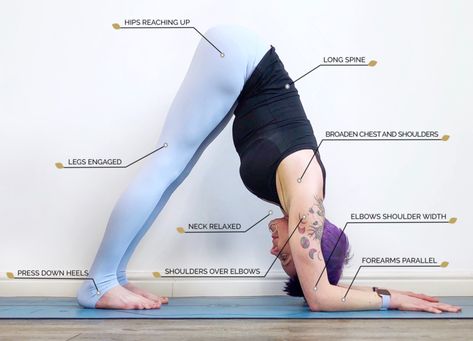 Dolphin Pose: Ardha Pincha Mayurasana – OmStars Dolphin Pose Yoga, Plank Pose Yoga, Pincha Mayurasana, Dolphin Pose, Yoga Sculpt, Yoga Information, Yoga Movement, Plank Pose, Yoga Workouts