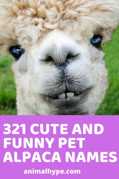 Alpaca Pen Ideas, Alpaca Felting, Funny Pet Names, Alpaca Farming, Alpaca Facts, Donkey Care, Alpaca Funny, Funny Alpaca, Farm Facts