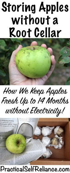 Keep Apples Fresh for Over a Year (without a root cellar) — Practical Self Reliance Storing Apples, How To Store Apples, Storing Vegetables, Storing Fruit, Canning Food Preservation, Canned Food Storage, Root Cellar, Long Term Food Storage, Fruit And Vegetable Storage