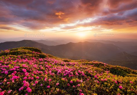 A blossoming field in the mountains. Summer landscape during the sunset. by biletskiy. Mountains during flowers blossom and sunrise. Flowers on the mountain hills. Beautiful natural landscape at the summe... #Sponsored #sunset, #landscape, #Mountains, #biletskiy Sunrise Flowers, Summer Mountains, Blue Texture Background, Mountain Summer, Yellow Fields, Mountain Sky, Scenic Pictures, Sunrise Landscape, Scenic Wallpaper