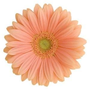 The Coral gerber daisy is a delightful bloom and has a beautifully coral peach color. This versatile flower is enhanced when mixed with White Snapdragons, and White Limonium. These gerber daisies are available at wholesale prices, and are shipped directly to you from the farm. Color Durazno, Wholesale Flowers Wedding, Gerber Daisy, Gerbera Daisies, Gerber Daisies, Coral Flowers, Flower Arrangements Diy, Flower Care, Flower Packaging