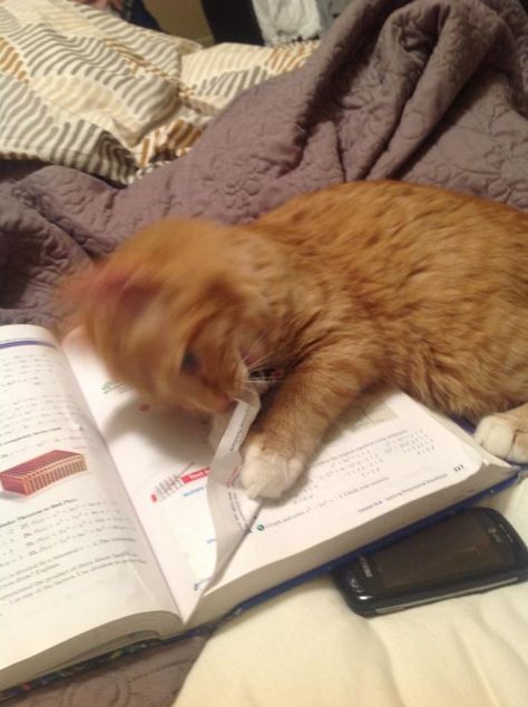 Uh…my cat ate my homework? | Community Post: 23 Cats Who Demand That You Take A Study Break Right Now Cat Humour, Study Break, Haiwan Lucu, Söt Katt, Cat Icon, Ginger Cats, Cat Aesthetic, Pretty Cats