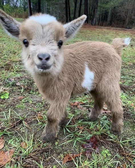 🐑sheeps❤goats🐐 on Instagram: “@world_goats Stop everything you are doing and look at this happy goat 🐐🐐🐐 Credit ¿? (md) Follow❤If you are a goat lover, you are in the…” Barn Animals, Baby Farm Animals, Fluffy Cows, Baby Goat, Cute Goats, Baby Animals Pictures, Baby Goats, Super Cute Animals