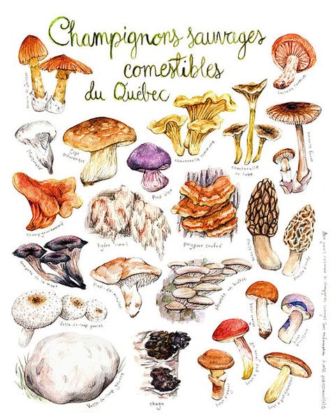 Print Quebec Wild Edible Mushroom Mushroom by MathildeCinqMars Edible Wild Mushrooms, Botanical Kitchen, Mushroom Crafts, Mushroom Drawing, Edible Mushrooms, Wild Mushroom, Mushroom Print, Educational Poster, Illustration Botanique