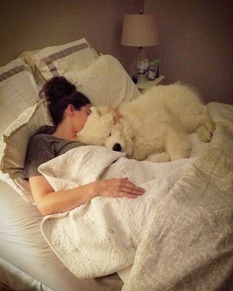 6 Reasons Why Your Dog Should Sleep In Your Bed Every Night! Puppy Chow Halloween, Puppy Chow Chex Mix, Puppy Chow Chex, Dog Sleeping In Bed, Puppy Chow Chex Mix Recipe, Chex Mix Recipe, Night Dog, Psy I Szczenięta, Emotional Support Dog