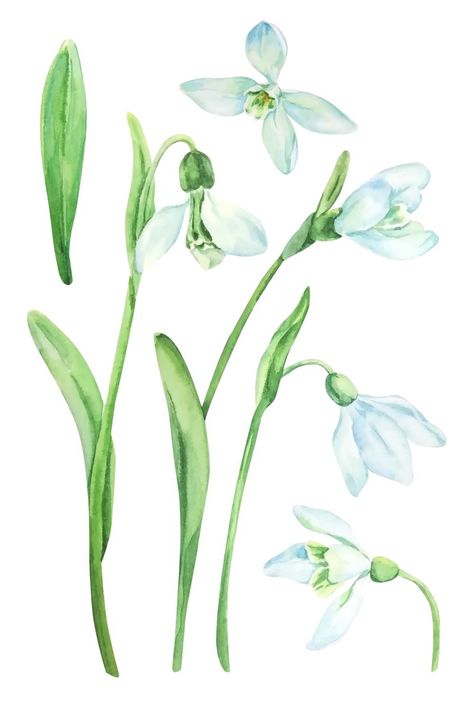 Snow Drop Watercolor, Snow Drop Flower Watercolor, Snowdrop Watercolor, Snowdrop Fairy, Snow Drops Flowers, Charlie Boy, Snowdrop Flower, Watercolour Prints, Loose Watercolor Flowers