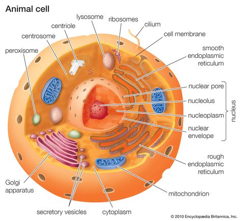 Animal Cell | Biology Pictures: Animal Cell Diagram Human Cell Diagram, Animal Cell Model Project, Animal Cell Parts, Animal Cell Diagram, Cell Definition, 3d Animal Cell, Plant Cell Project, Cell Model Project, Animal Cell Project