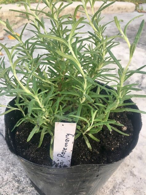 Grow Rosemary in the Tropics: Here’s how – Urban Gardening Mom Grow Rosemary Indoors, Rosemary Plant Care, Propagate Rosemary, Growing Herbs At Home, Rosemary Plants, Grow Rosemary, Rosemary Herb, Growing Rosemary, Rosemary Plant