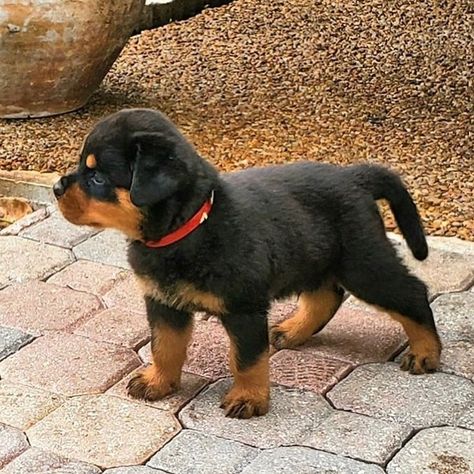 Rottweiler With Tail, Boxer Rottweiler Mix Puppies, Rockwilder Dog, Rotwiller Puppies, Rotwiller Dogs Aesthetic, Rottweiler Aggressive, Red Rottweiler, Rottweiler Mix Puppies, Rottweiler Pictures