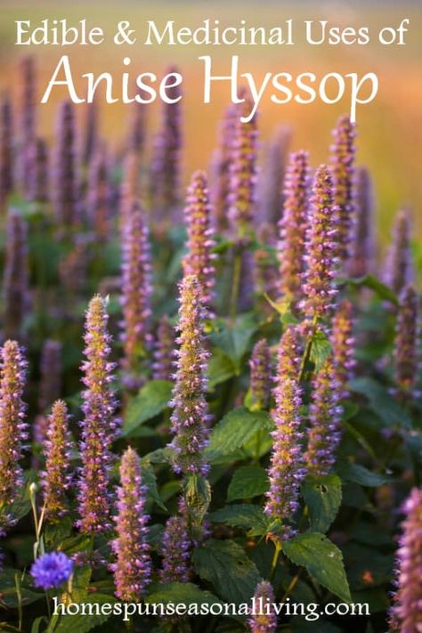 Make the most use of anise hyssop with these edible and medicinal ideas sure to please the palate and ease both external and internal ailments. Anise Hyssop Tea, Anise Hyssop Uses, Anise Hyssop Recipe, Hyssop Recipes, Anis Hyssop, Hyssop Benefits, Hyssop Flower, Bible Plants, Garden Preservation