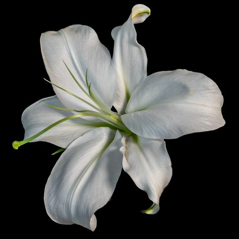 To come Background White Aesthetic, White Flower Black Background, White Flower Aesthetic, White Icons Aesthetic, White Flowers Aesthetic, Flowers Reference, Flower Lilly, Flower Black Background, Lily Aesthetic