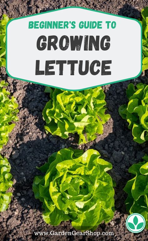 Lettuce Table Diy, Growing Butter Lettuce, Growing Lettuce From Seed, Lettuce Garden Ideas, Small Backyard Gardening, How To Plant Lettuce, Planting Lettuce Seeds, When To Plant Lettuce, Lettuce Gardening