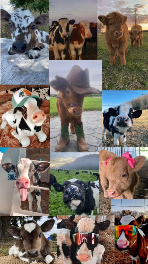 Cow Collage Wallpaper, Cow Collage, Cow Wallpapers, Farming Aesthetic, Pet Cows, Western Wallpaper, Cow Wallpaper, Cutee Animals, Mini Cows