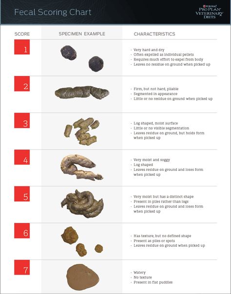 dog fecal scoring, "Dog diarrhea" Scottsdale dog training "k9katelynn" Please see More about phoenix dog training at k9katelynn.com! Pinterest with over 21,100 followers! Google plus with over 190,000 views! LinkedIn with over 9400 associates!! Now on instant-gram ! K9katelynn Dog Remedies, Cesar Millan, Easiest Dogs To Train, Dog Health Tips, Dog Training Techniques, Dog Facts, Dog Care Tips, Dogs Pooping, Vet Tech