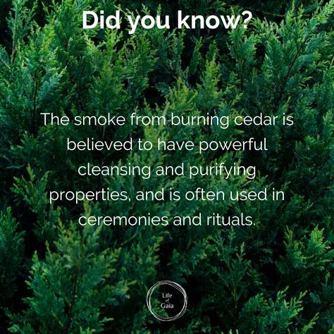 Cedar Incense Meaning, Burn Bay Leaves, Burning Bay Leaves, Cedar Smudge, Witch Stuff, Spiritual Stuff, Migraine Headaches, Bay Leaves, Spiritual Meaning