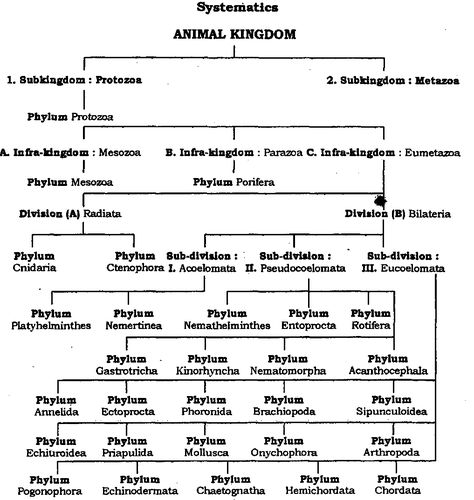 Whittaker's Five Kingdom Classification | Science 2.0 Neet Exam Notes Biology Animal Kingdom, Animal Kingdom Classification Charts, Animal Kingdom Chart For Neet, Animal Kingdom Notes Neet, Science Pcmb, 5 Kingdom Classification, Five Kingdom Classification, Animal Kingdom Notes, Kingdom Classification