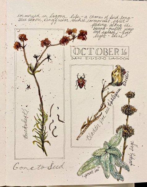 How listening to my inner voice led me to my nature journaling journey… — Nature Journaling Week Field Notes Journal, Journal Nature, Botanical Sketchbook, Field Journal, Nature Journaling, Nature Sketch, Inner Voice, Amazing Drawings, Sketchbook Inspiration