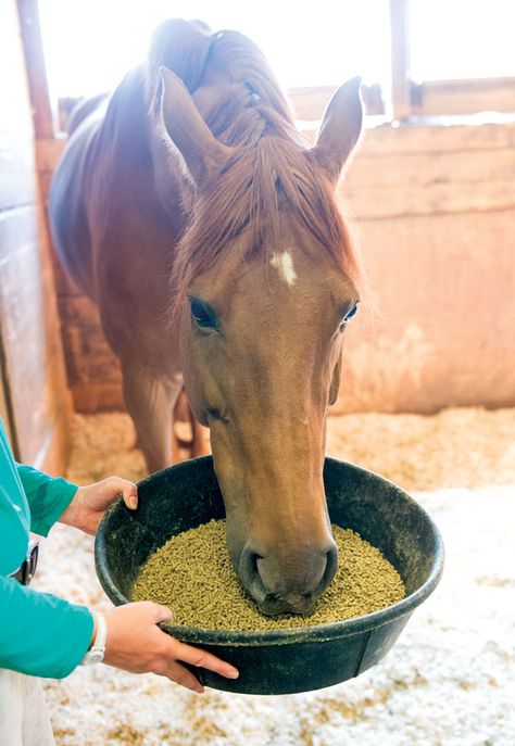 Feeding Horses Aesthetic, Feeding Horses, Horse Feeding, Horse Nutrition, Horse Meat, Equine Nutrition, Horse Food, Riding School, Horse Feed