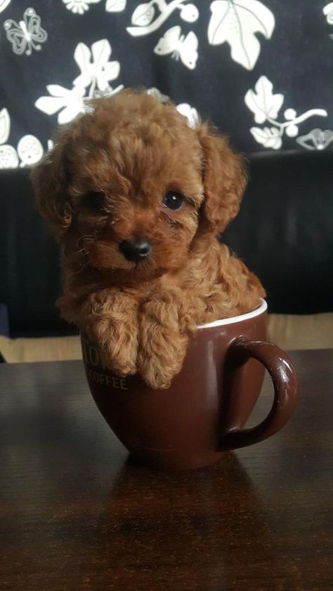 Tea Cup Poodle, Tea Cup, Cute Dogs, Teddy Bear, Puppies, Tea, Toys, Dogs, Animals