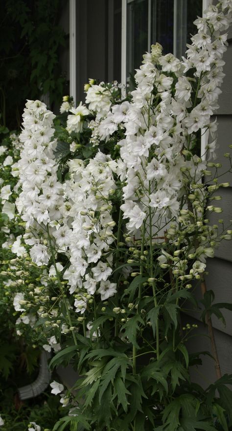 ridderspoor (zomer) Moonflower Garden, White Perennials, Delphinium White, Give Me Flowers, White Delphinium, White Larkspur, Holly Wedding, Woodland Flowers, Permaculture Gardening