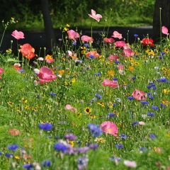 Northeast Pollinator Wildflower Seed Mix Dianthus Barbatus, Seeding Lawn, Grow Wildflowers, American Meadows, Asclepias Tuberosa, Flower Seeds Packets, Making Plant Pots, Echinacea Purpurea, Wildflower Garden