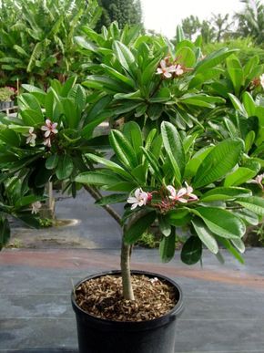 Indoor Plumeria, Plumeria Obtusa, Plumeria Tree, Tropical Landscape Design, Balcony Plants, Potted Trees, Tropical Landscaping, Small Garden Design, Landscaping Plants