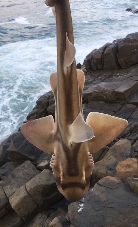 Port Jackson Shark Tattoo, Port Jackson Shark, Shark Tattoo, Shark Tattoos, Oc Inspo, Pretty Photos, Fishing Boats, Sharks, Boating