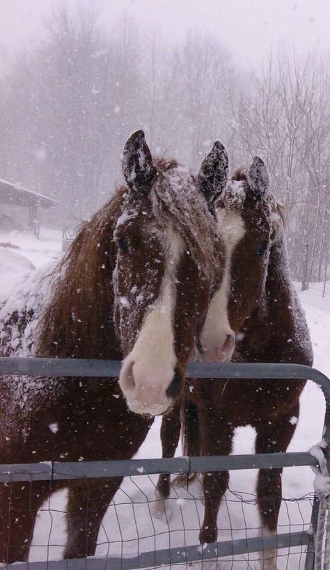 Winter Horses Photography, Winter Horse Riding, Horse Snow, Horse Aesthetic, Cosy Christmas, Animale Rare, Winter Animals, Pretty Animals, Cute Horses