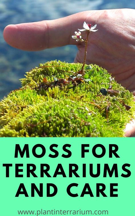 Moss In Terrarium, Terrarium Moss Diy, Cemetarium Moss Terrarium, Guide Terraria, Inside House Plants, Plastic Terrarium, Closed Terrarium Plants, Moss Gardens, Bioactive Vivarium