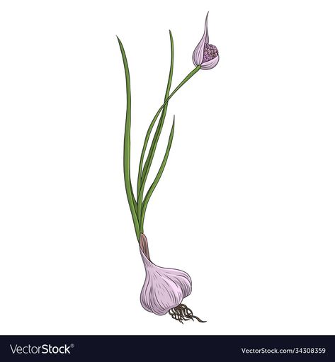 Garlic Flower Drawing, Garlic Plant Illustration, Garlic Plant Drawing, Garlic Bulb Drawing, Green Onion Tattoo, Garlic Tattoo Small, Garlic Clove Tattoo, Garlic Bulb Tattoo, Garlic Embroidery