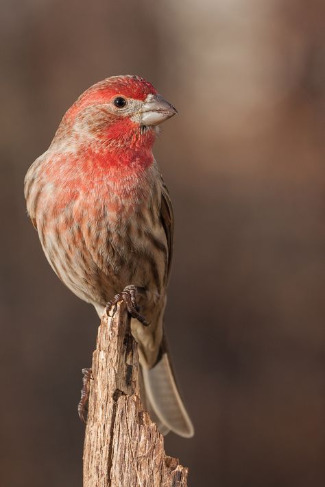 "Bird With Red Head" image by john smith https://www.publicdomainpictures.net/en/view-image.php?image=377836&picture=bird-with-red-head #freeimage #bird #red #head #publicdomain #CC0 Arizona Birds, Wild Birds Photography, Red Inspiration, House Finch, Finches Bird, Sunflower Pictures, Red Heads, John Smith, Wood Bird