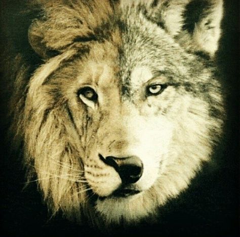 Half lion half Wolf... Next tattoo! Half Wolf Tattoo, Native Prayers, Wolf And Lion, Lion Sleeve, Lion Tattoo Meaning, Wolf Tattoo Meaning, Wolf Team, Tattoo Lion, Wolf Images