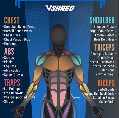 Rugby Body Type, Shred Workout Plan, Anatomical Terminology, Rugby Body, 2023 Workout, Kai Greene, Shred Workout, V Shred, Lou Ferrigno