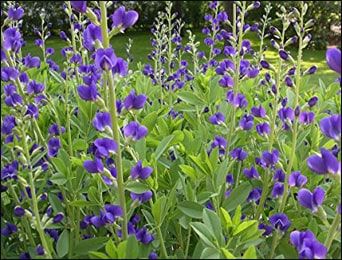 False Indigo, Baptisia Australis, Wild Indigo, Indigo Plant, Pollinator Plants, Southern Garden, Plants Garden, Seed Company, Flower Spike