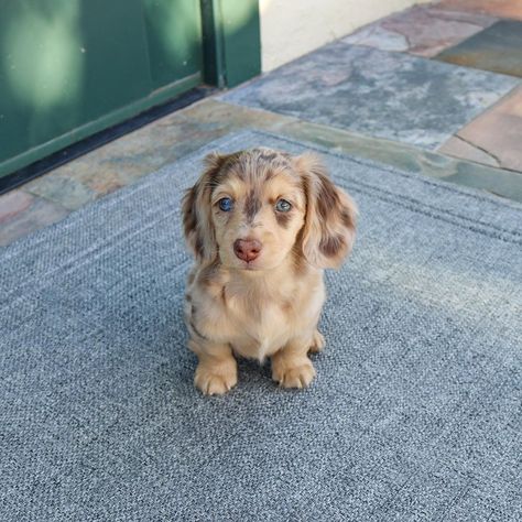 Winnie Dogs Puppies, Australian Shepherd Daschund, Blue Eyed Dachshund, Dauchsands Puppy, Dutchhounds Dog, Baby Sausage Dogs, Fluffy Sausage Dog, Pictures To Take With Your Dog, Mini Daschund Puppy