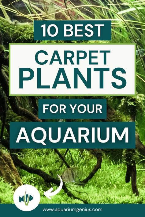 Are you looking to add a carpet plant to your planted tank? You’re on the right page! I’ve composed a list of 10 plants you can grow as a carpet. It’ll give a beautiful effect. They're great aquarium plant options for beginners, but also for more experienced aquascapers! Aquascaping Plants, Fish Aquarium Decorations, Small Fish Tanks, Cool Fish Tanks, Diy Fish Tank, Aquascape Design, Fish Tank Design, Tropical Fish Aquarium, Fresh Water Fish Tank