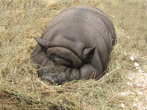 Big fat pig. Big thick fat pig sleeps in the hay stock image Fat Cow, Fat Pig, Big Pigs, Pig Pictures, Cute Pigs, Wildlife Animals, Cute Animal Pictures, Burn Fat, Four Legged