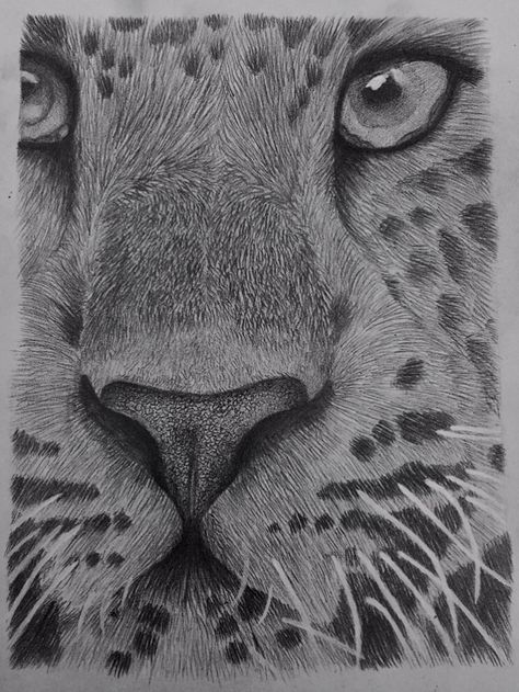 Leopard Tonal Drawing #tone #tonal #leopard #animal #animalportrait #portrait #blackandwhite #leoparddrawing Tonal Drawing, Leopard Drawing, Drawings Of Animals, Pencil Drawings Of Animals, Observational Drawing, Draw Animals, Animal Drawing, Gcse Art, Leopard Animal