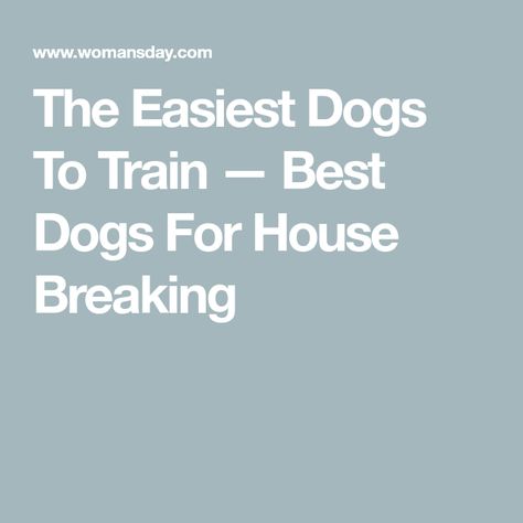 The Easiest Dogs To Train — Best Dogs For House Breaking Smartest Dogs, Dog Bread, Toy Dog Breeds, Easiest Dogs To Train, Herding Dogs, Pet Care Tips, Older Dogs, American Kennel Club, Walk In The Park