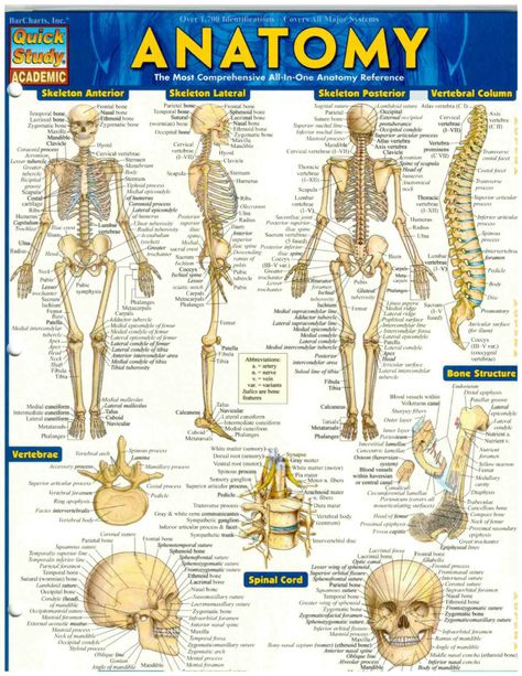 Nerve Structure, Heart Circulation, Female Reproductive System, Muscular System, Medical Terminology, Medical Anatomy, Circulatory System, Endocrine System, Reproductive System