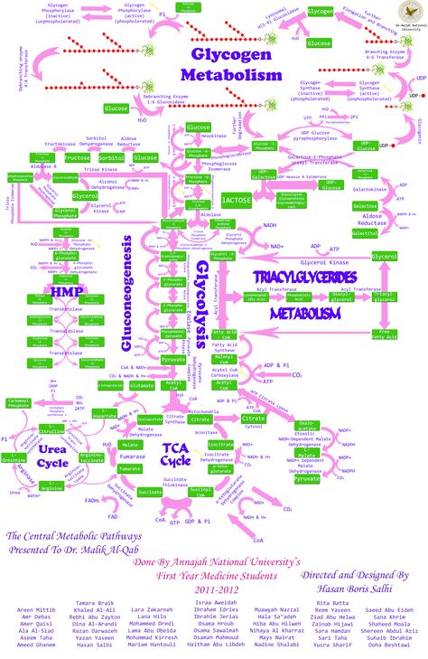 Biochemical Pathways, Biochemistry Notes, Human Biology, Mcat Study, Ap Biology, Best Nursing Schools, Medicine Student, Medical School Studying, Teaching Biology