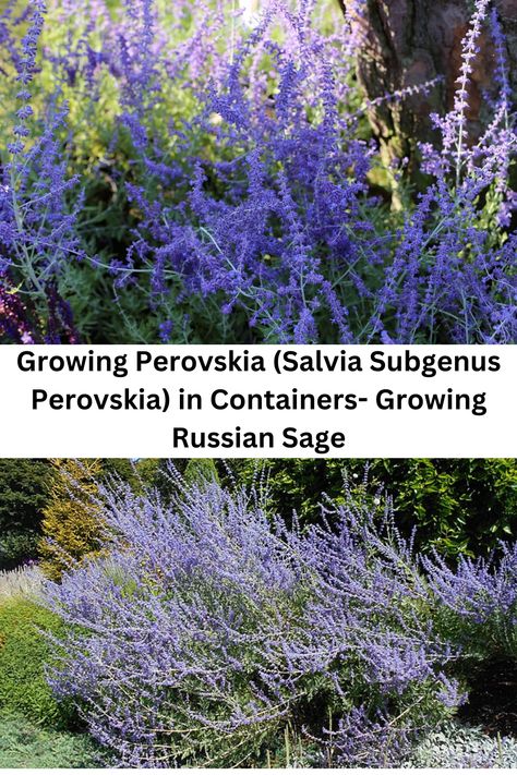 Do you think of them as Perovskia or do you think of them as a Salvia? No matter what you call them find out how to grow them in containers. Lavender Bush, Russian Sage, Plants And Gardening, Building Sand, Cold Frame, Hardy Plants, Flowering Shrubs, Container Plants, Clay Pots