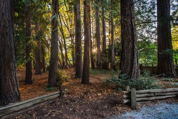 Landscape Design Ideas, Pictures, Remodels and Decor Rustic Fence Ideas Country Living, Log Fence Ideas, Rustic Fence Ideas, Log Fence, Fence Trees, Fence Design Ideas, Easy Fence, Country Fences, Fence Planters