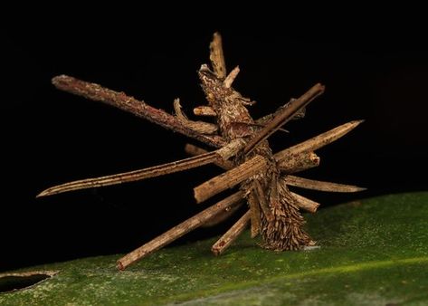 Bagworm Moth, Moth Cocoon, Yunnan China, Moth Caterpillar, Arthropods, Ap Art, The Leaf, Pine Needles, Swords