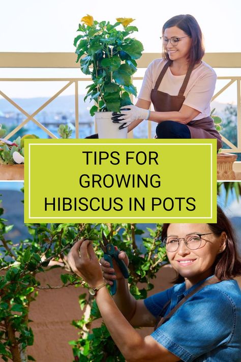 Growing hibiscus in pots is a rewarding project for anyone looking to brighten up their outdoor space. Did you know that these vibrant plants thrive in well-drained soil and after being regularly pruned? To cultivate blooming flowers and ensure healthy growth, proper care is essential. Discover expert planting advice, caring tips, and seasonal guidance in the full article. Whether you're a beginner or a seasoned gardener, let your hibiscus flourish beautifully in your garden or balcony! Hibiscus Plant Care Potted, Growing Hibiscus In Pots, How To Grow Hibiscus, How To Care For Hibiscus Plants, Pruning Hibiscus Plants, Potted Hibiscus Plant, Hibiscus In Pots, Hibiscus Tree Care, Ficus Hedge