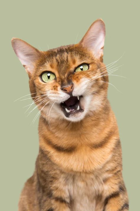 Photographer Captures the Many Humorous Expressions of Cats | PetaPixel Cat Expressions, Clouds Photography, Pet Photographer, Photography Marketing, Pet Photography, Cat Photography, Photo Projects, Animal Faces, Cat Portraits