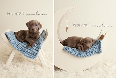 Cute Dog Photoshoot Ideas, Puppy Set Up Ideas, Puppy Picture Ideas, Dog Photoshoot Ideas, Choc Lab, Pet Photography Props, Breeding Dogs, Newborn Puppy, Set Up Ideas