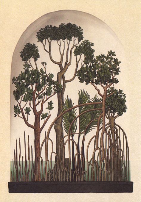 botanicum-32_33225250125_o #plants #botany #vintage #retro #paintings #drawings #books #trees Jungle Trees Illustration, Mangrove Tree Drawing, Mangrove Art, Amazon Rainforest Trees, Surreal Creatures, Retro Paintings, Rainforest Trees, Flower Structure, Banaue