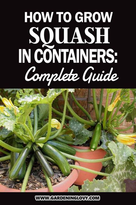 Growing Squash In Pots, How To Plant Squash, How To Grow Zucchini In A Container, Planting Squash In Containers, How To Grow Squash In Containers, Growing Squash In Containers, Squash In Containers, Planting Squash, Grow Squash Vertically