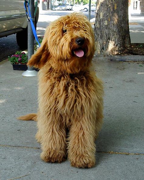 goldendoodle, shaggy, long hair Long Hair Labradoodle, Golden Doodle Long Hair, Long Hair Goldendoodle, Long Haired Golden Doodle, Oil Painting Famous, Famous Oil Paintings, Schnauzer Gigante, Goldendoodle Haircuts, Doodle Dogs